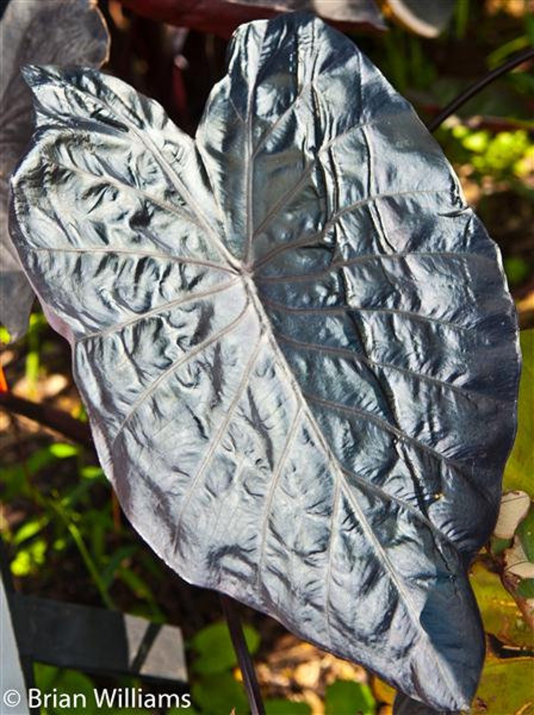 Colocasia Electric Blue Gecko PP26153 Etsy