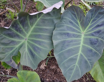 Colocasia Maximus Gigante PP28,001