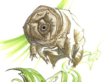 Tardigrada
