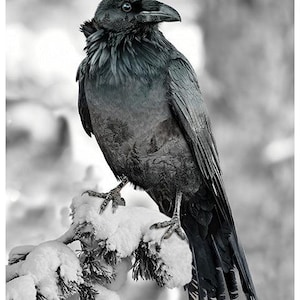 Hoffman Fabric Call of the Wild- Raven 151