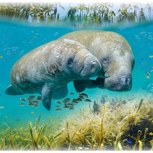 Hoffman Fabrics Call of the Wild Manatee Panel V5333
