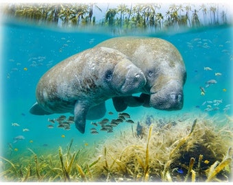 Hoffman Fabrics Call of the Wild Manatee Panel V5333