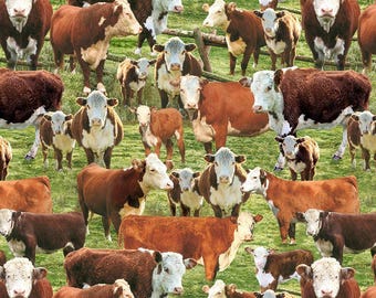 TT Hereford Cow in Corral