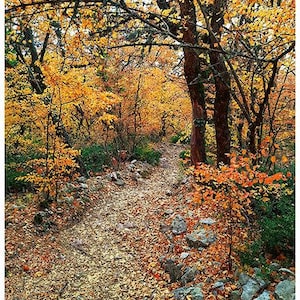 Puede incluir: Un estrecho sendero de tierra serpentea a través de un bosque denso durante el otoño. El camino está cubierto de hojas caídas amarillas y naranjas, flanqueado por árboles con follaje dorado vibrante y troncos marrones oscuros, con rocas grises.