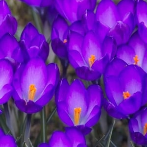 May include: A close-up of a cluster of vibrant purple crocus flowers. The petals are a deep violet with lighter, white-tinged interiors and bright orange stamens. The image showcases the flowers in full bloom, creating a dense, colorful display.