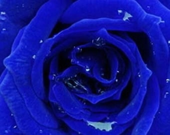 RARE Blue Pink ROSE Flowers Tree Bush(2,10,20 or 30 Seeds) (no