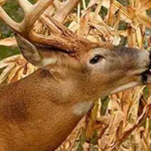 May include: A brown deer with large antlers is eating dried corn stalks. The deer's head is turned to the side, and its mouth is open. The background is a mix of green and brown.