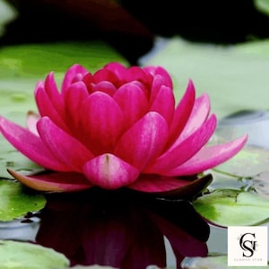 Colorful Lotus Water Lily Seeds - Easy Grow Aquatic Plant -  Pond or Aquarium Flower | 3 Per Pack | Hardy Tropical Lotus | Free Ship