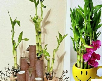 7 Lucky Bamboo Plant Seeds | Feng Shui Live Plant | Wedding Favors & Gifts | Easy Grow Indoor Plant | Prosperity - Positive Energy Seeds