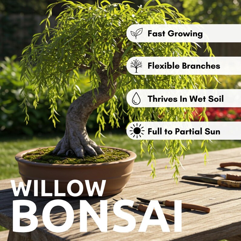 May include: A Willow Bonsai tree in a brown pot sits on a wooden table. The tree has green leaves and flexible branches. Text on the image says "Fast Growing", "Flexible Branches", "Thrives In Wet Soil", and "Full to Partial Sun".