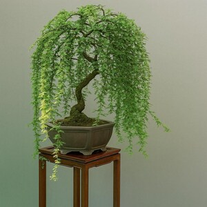 May include: A bonsai tree with cascading green foliage. The tree is planted in a square, brown pot and sits on a dark wooden stand. The tree's trunk curves gracefully, and the leaves hang down.