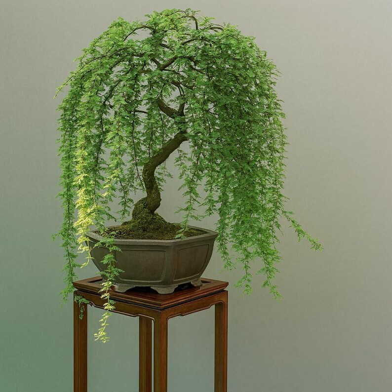 May include: A bonsai tree with cascading green foliage. The tree is planted in a square, brown pot and sits on a dark wooden stand. The tree's trunk curves gracefully, and the leaves hang down.