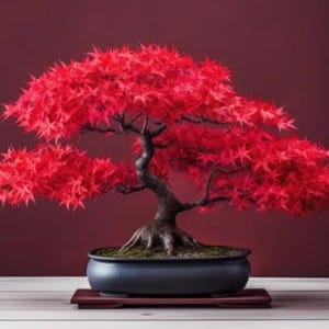 May include: A vibrant red bonsai tree with a dark, textured trunk and branches. The tree's leaves are a bright red, contrasting with the dark blue pot and the wooden stand. The background is a deep burgundy.