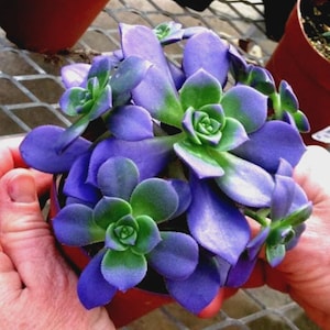 Living Stones Succulent Seeds  Rare Lithops Cactus Bonsai | Exotic Mini Succulent Flower Seeds | Easy Grow Unique Houseplant