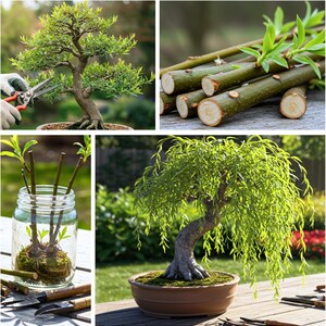 May include: A collage of images showcasing bonsai trees and the process of their care. Includes a bonsai tree being trimmed with shears, cut branches, and a small tree in a pot. The trees have green leaves and brown trunks.