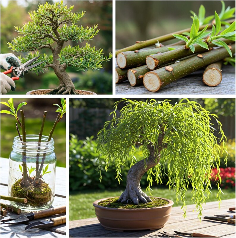 May include: A collage of images showcasing bonsai trees and the process of their care. Includes a bonsai tree being trimmed with shears, cut branches, and a small tree in a pot. The trees have green leaves and brown trunks.