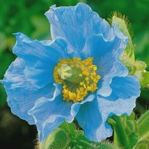 Blue Poppy Himalayan Meconopsis Seeds Rare Perennial Flower | 200 Seeds for Home Garden | Hardy Cold-Climate Blooming Plant