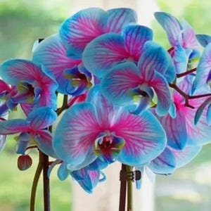 May include: A close-up of a vibrant orchid plant with multiple blooms. The petals display a striking gradient of blue and pink hues, with delicate veining. The flowers are clustered together, creating a full and lush appearance. The stems are a dark brown color.