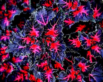 25 Coleus Black Dragon Lulu Seeds – Rare Dark