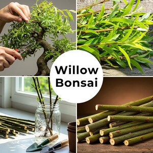 May include: A collage of images related to willow bonsai. Includes a bonsai tree being trimmed, fresh willow branches, willow cuttings in a jar, and cut willow branches. The text "Willow Bonsai" is in a white circle.