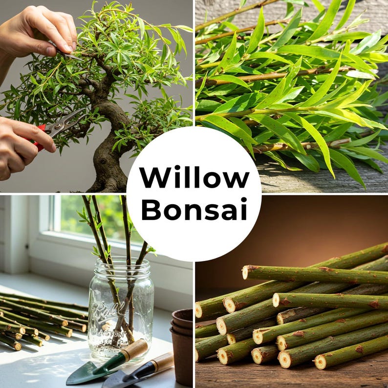May include: A collage of images related to willow bonsai. Includes a bonsai tree being trimmed, fresh willow branches, willow cuttings in a jar, and cut willow branches. The text "Willow Bonsai" is in a white circle.