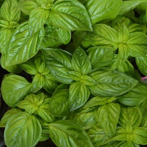 Genovese Basil Seeds – Heirloom Non-GMO Herb, Variety Sizes