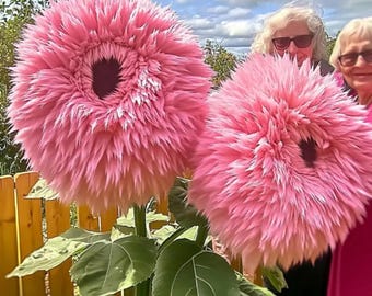 Pink Teddy Bear Sunflower Seeds – 50 Heirloom  Seeds