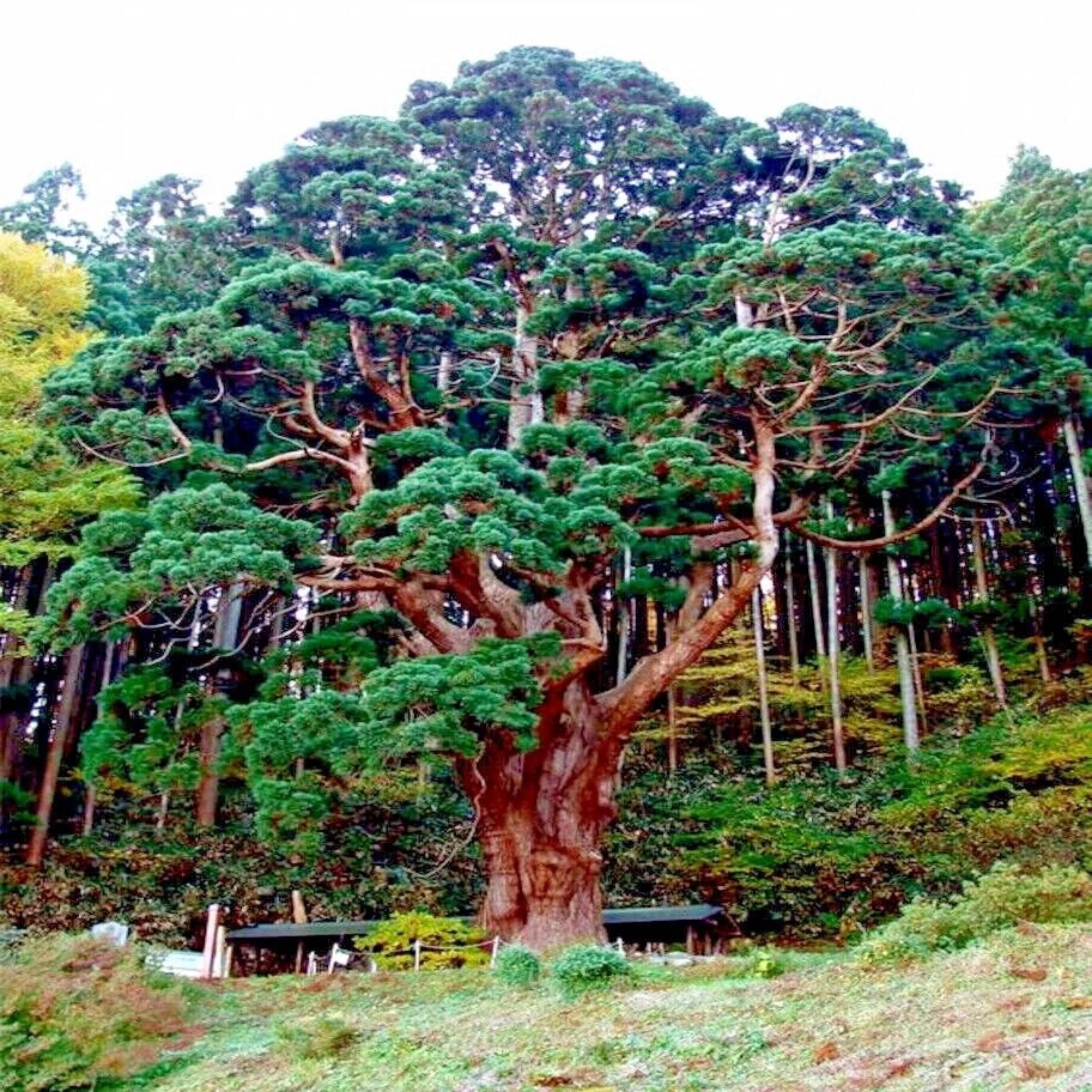 20 Japanese Red Cedar Tree Seeds  Cryptomeria Japonica  Rare Sugi  Evergreen for Bonsai or Landscape  Fast Growing Conifer - Etsy
