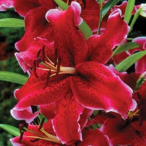 Lilium Oriental Lily Rio Negro Plant Bulb Fragrant Flower