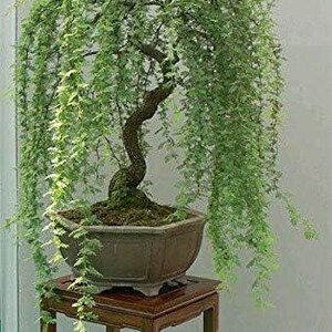 May include: A weeping bonsai tree with cascading green foliage, planted in a brown, octagonal pot. The tree sits on a small, dark wooden stand. The tree's trunk is a dark brown color, and the leaves are a vibrant green.
