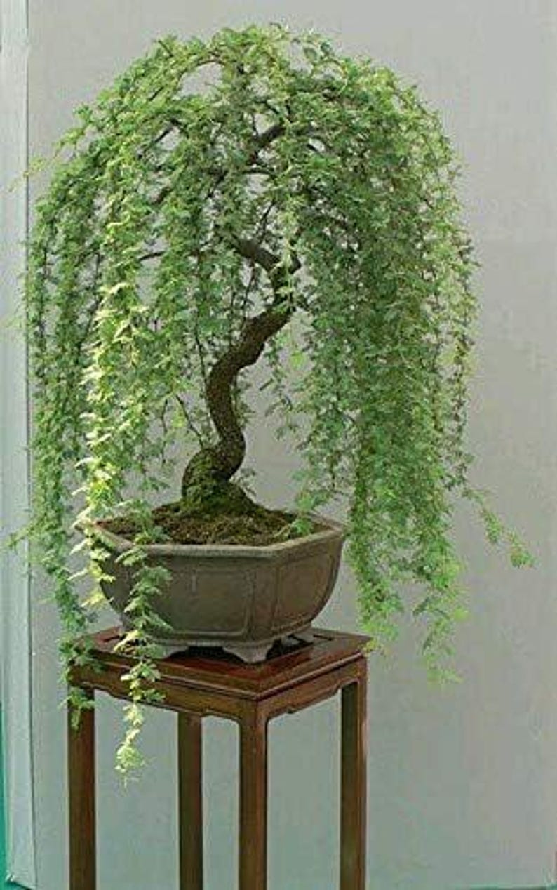 May include: A weeping bonsai tree with cascading green foliage, planted in a brown, octagonal pot. The tree sits on a small, dark wooden stand. The tree's trunk is a dark brown color, and the leaves are a vibrant green.
