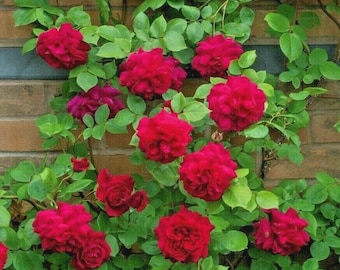 May include: A climbing rose bush with vibrant red blooms and lush green leaves. The roses are in various stages of bloom, from tight buds to fully open flowers. The plant is growing against a brick wall.