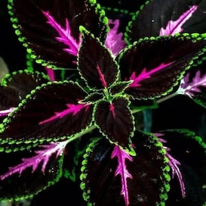 20 Coleus Seeds | Rare Color Mix | Pink, Black, Green Variegated Foliage&quot;