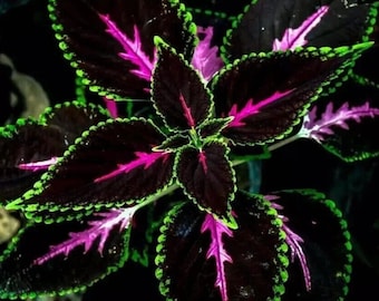 20 Coleus Seeds | Rare Color Mix | Pink, Black, Green Variegated Foliage"