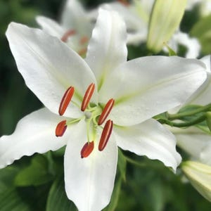 Grow Lilium Oriental Lily Casa Blanca 3 Plant Bulbs Summer Flower
