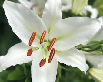 Grow Lilium Oriental Lily Casa Blanca 5 Plant Bulbs Summer Flower