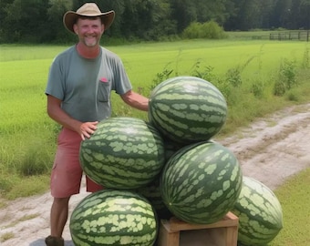 12 Florida Giant Watermelon Seeds – Heirloom, Non-GMO, Organic | Huge Sweet Melons | Summer