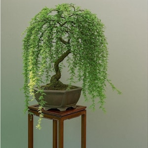 May include: A bonsai tree with cascading green foliage in a square, brown pot. The tree sits on a small, square wooden stand. The background is a solid, light green color.
