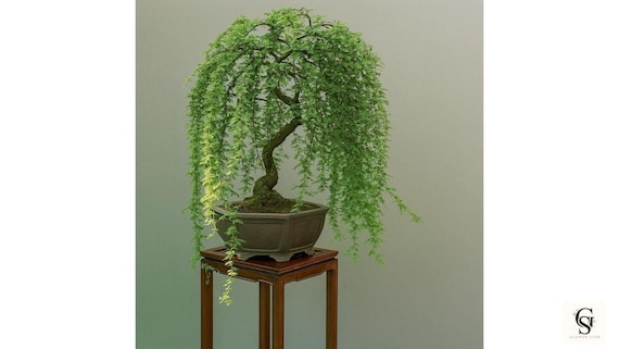 Green Weeping Willow Cutting Thick Trunk Starter • Dwarf Live Tree • Fast-Growing Unique Bonsai Material • Garden & Indoor Plant