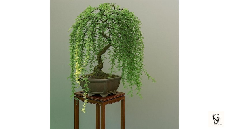 May include: A bonsai tree with cascading green foliage in a square, brown pot. The tree sits on a small, square wooden stand. The background is a solid, light green color.