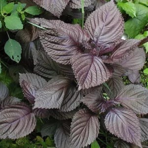 Purple Shiso Seeds, Perilla, Japanese Basil