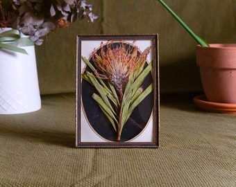 Vintage Protea