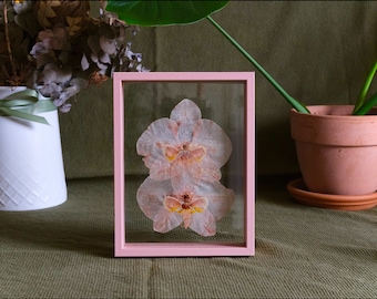 Pink Protea