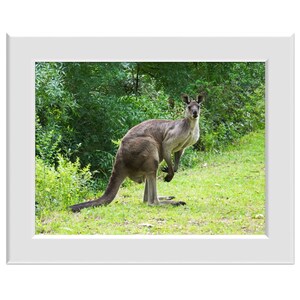 Digital Photo - Kangaroo 2 - Australian Wildlife Marsupial Belair National Park