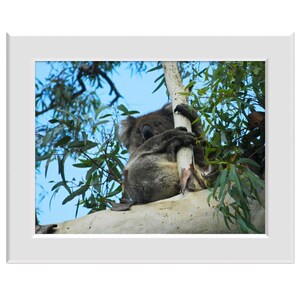 Digital Photo - Koala - Australian Wildlife Marsupial Eucalyptus Tree Belair National Park
