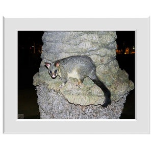 Digital Photo - Possum 3 - Australian Wildlife Marsupial Johnstone Park Geelong