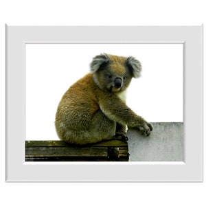 Digital Photo - Cutie Koala 3 - Australian Wildlife Marsupial - Portland Victoria