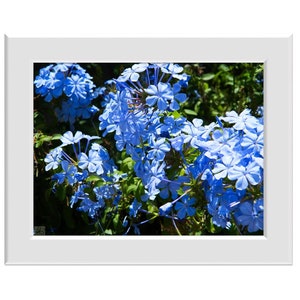Digital Photo - Blue Flowers - Floral Nature Garden