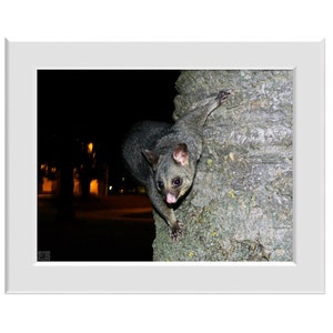 Digital Photo - Possum - Australian Wildlife Marsupial Johnstone Park Geelong