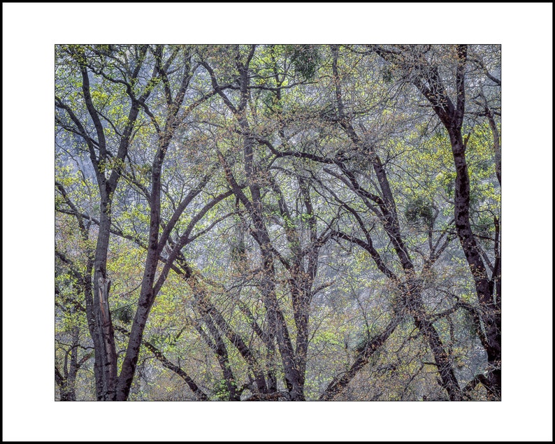 Tree wall art print tree photography nature photography fine art photography modern stretched canvas farmhouse art nature tree art print